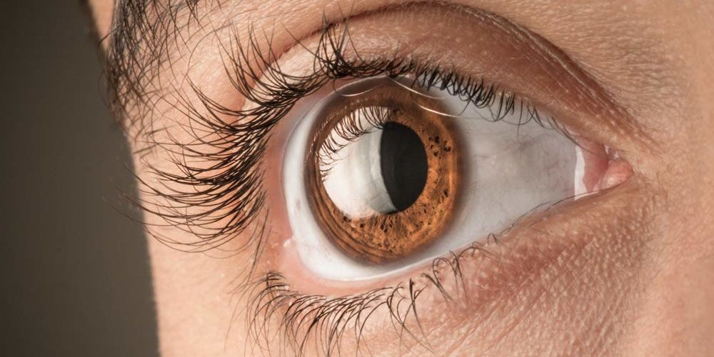 Cornea_web-1000x500
